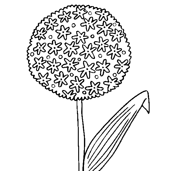Free Allium Coloring Pages