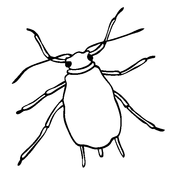 Free Aphid Coloring Pages